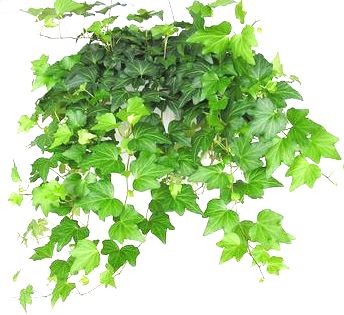8" Ivy Hanging Basket